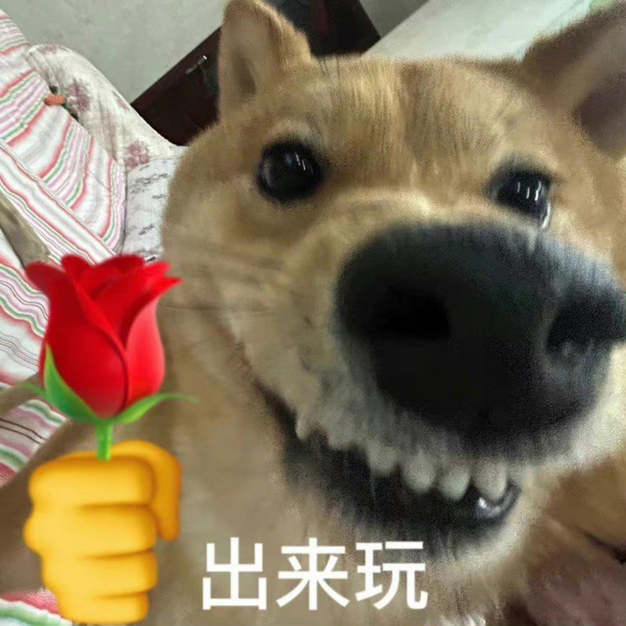 柴犬坐摇摇车表情包图片