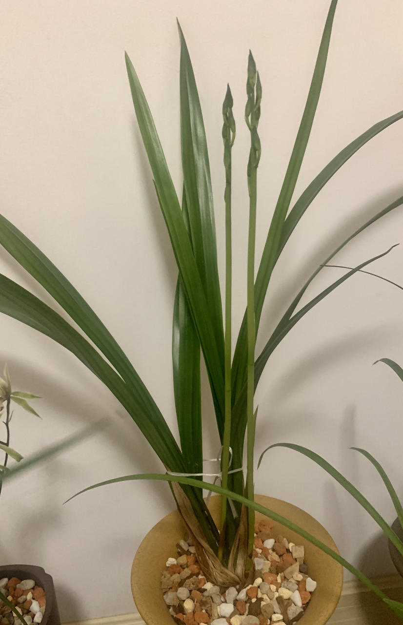 都说墨兰是过年时节开花,但我这棵好像比较慢一点啊!