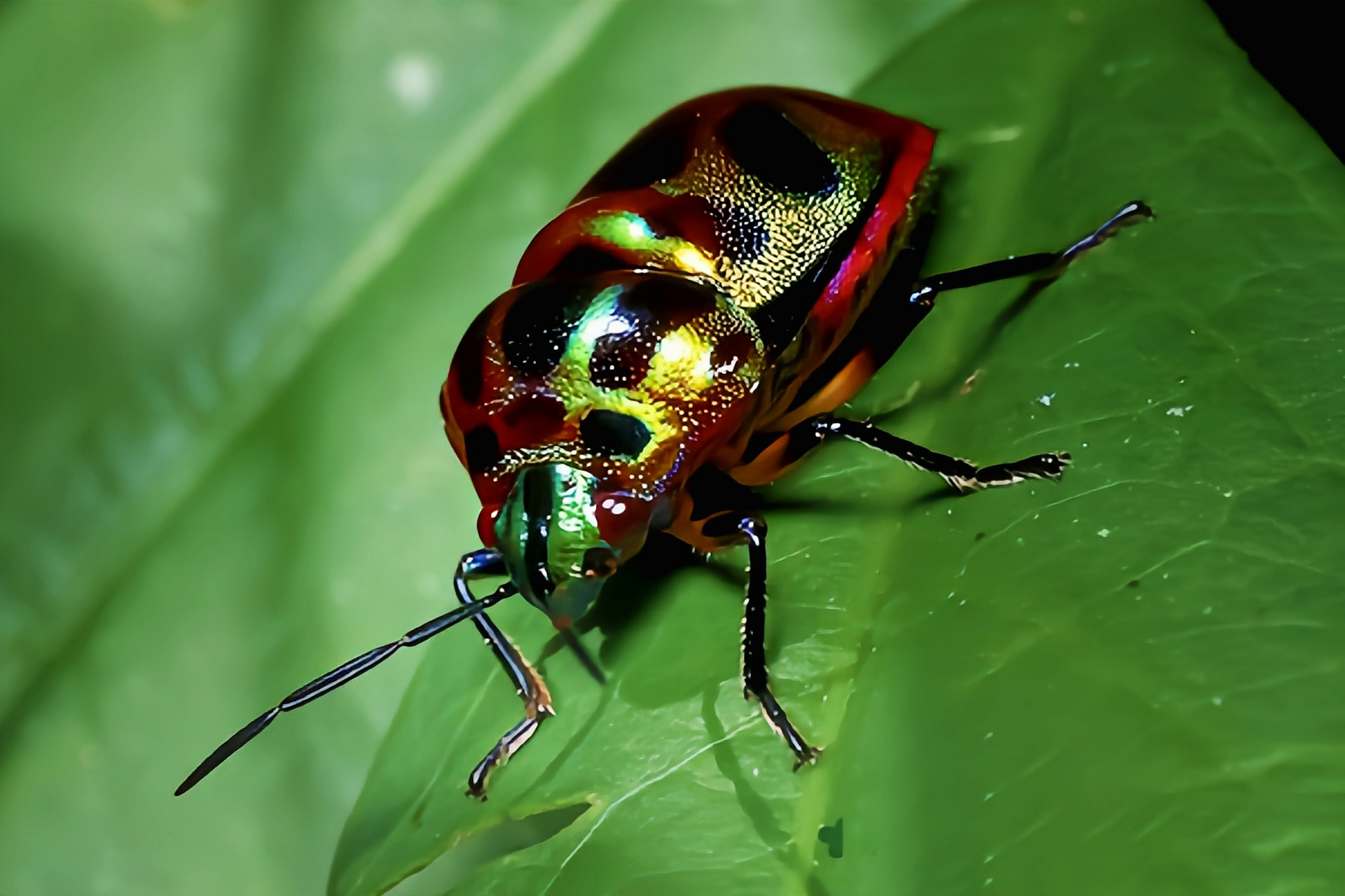 每天认识一种昆虫——紫丽盾蝽 紫丽盾蝽别名宝石虫,金属盾虫,是