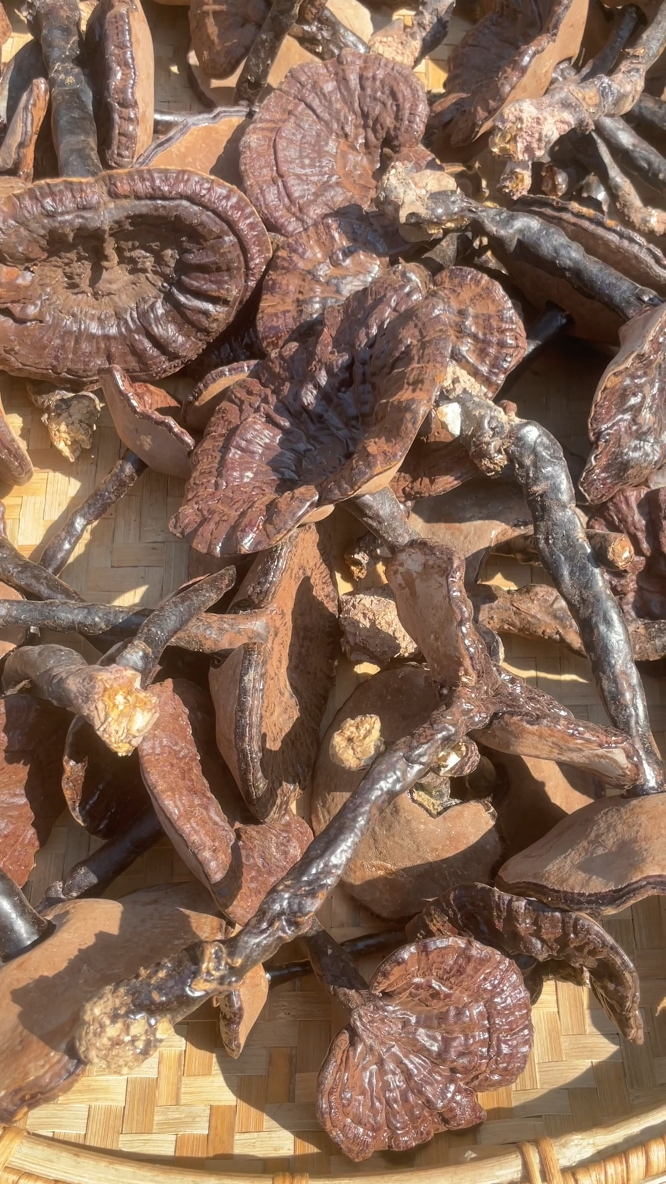 老公在山上找到的灵芝,非常漂亮