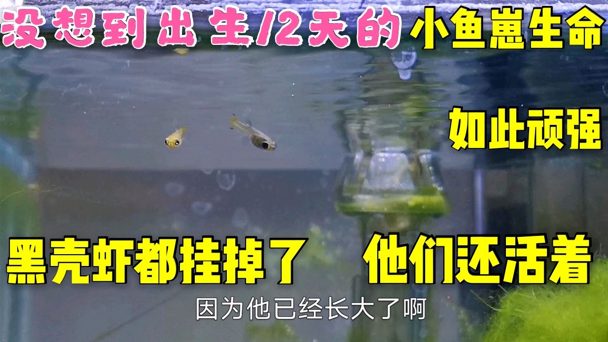 出生12天的小鱼崽生命力极强,黑壳虾挂掉5只,他们却在茁壮成长