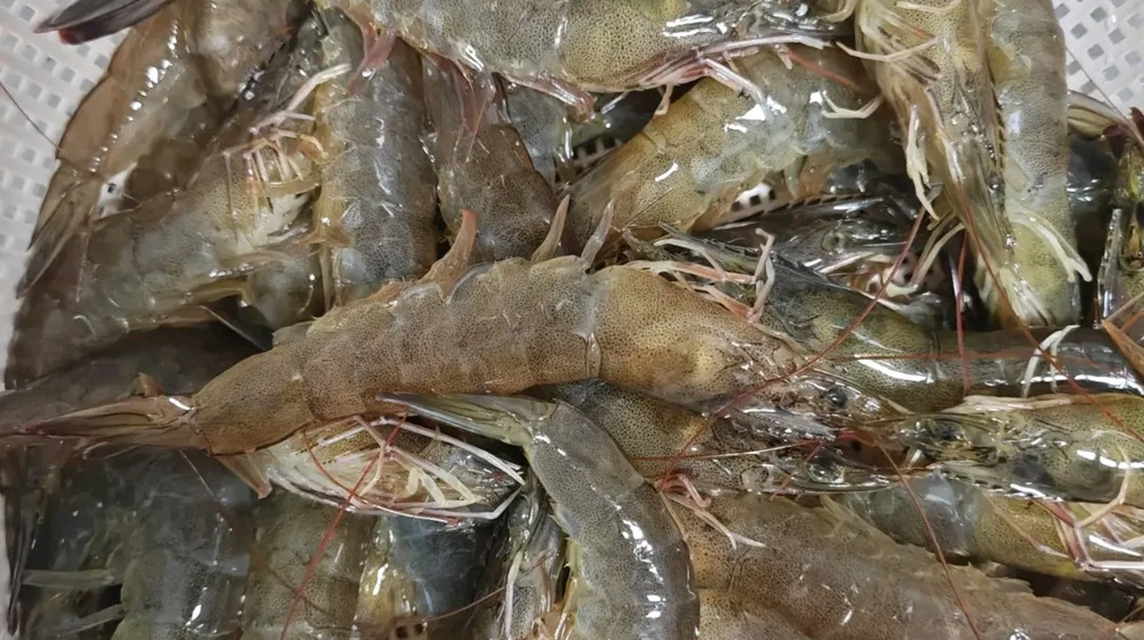 市场常见的虾品种图片图片