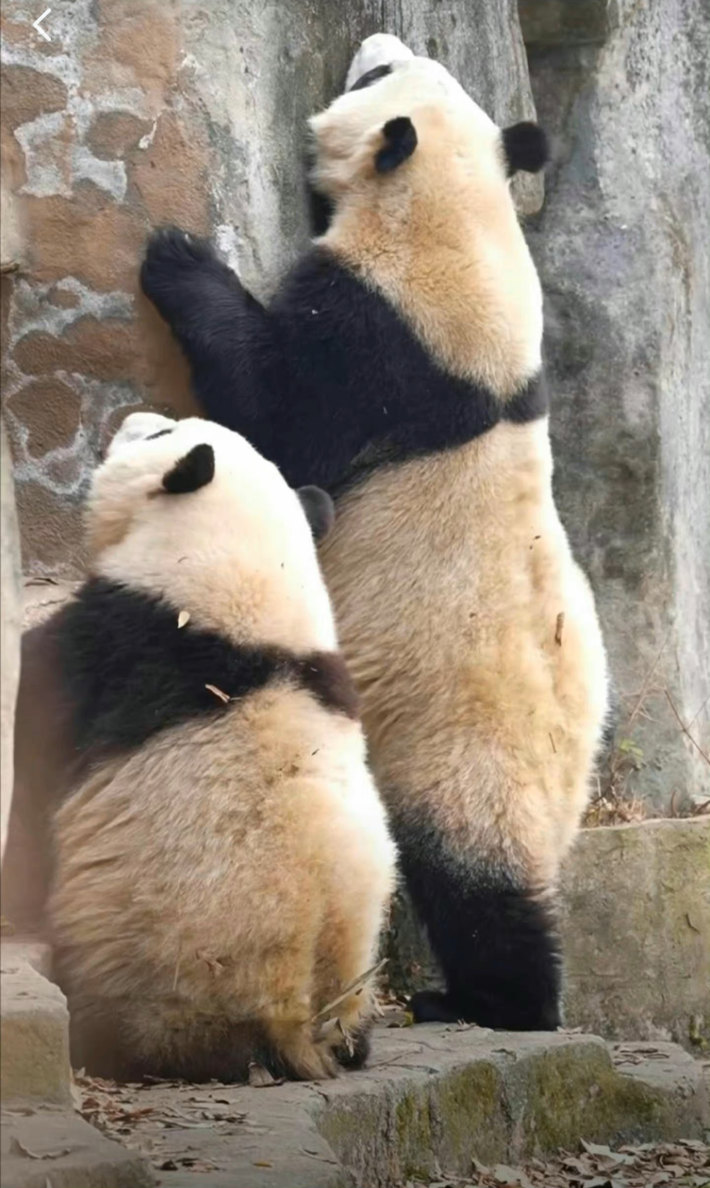 熊猫和花颜值太高魅力挡不住,q萌表情惹人爱