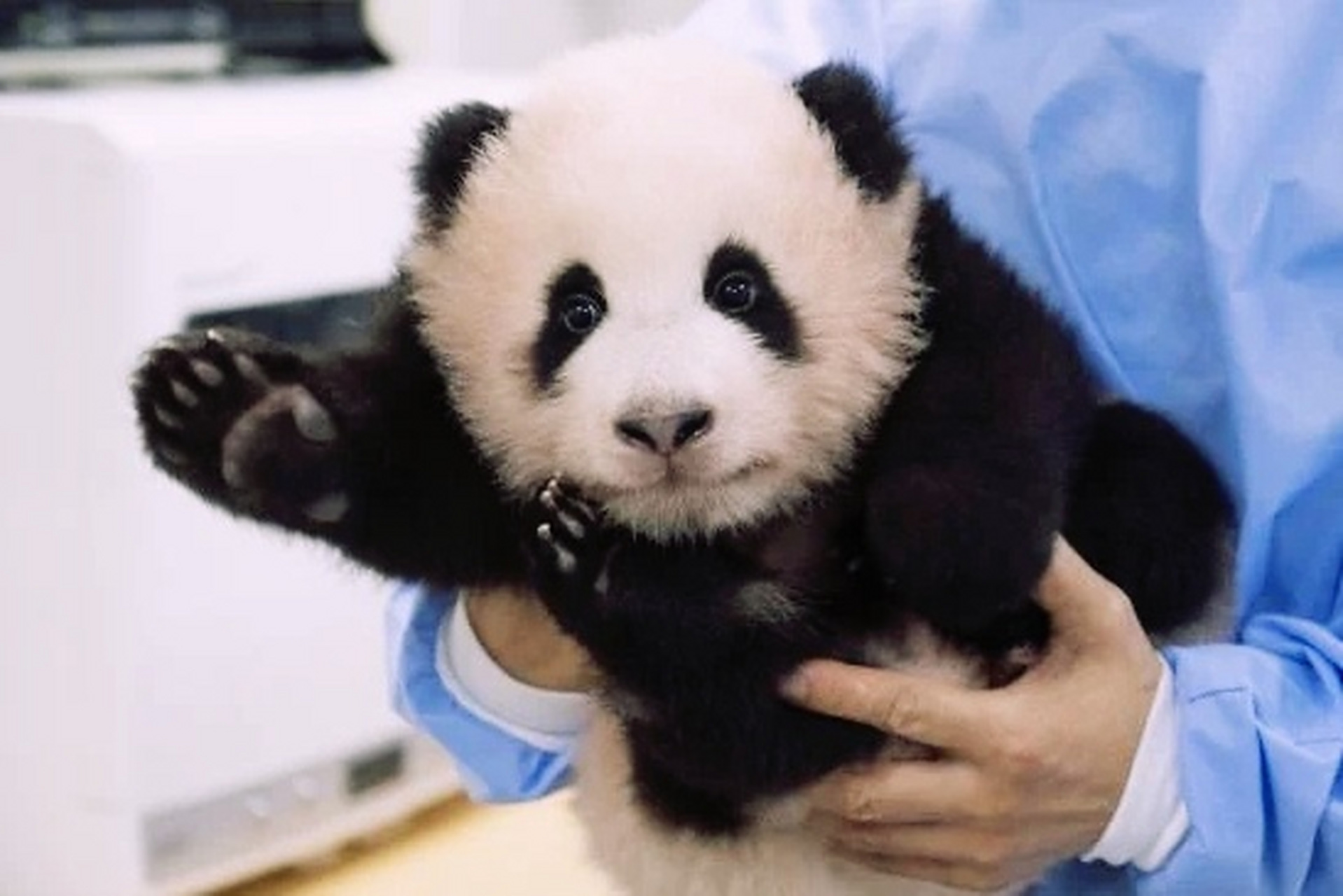 大熊猫# 一组大熊猫福宝的幼年照,是个粉嘟嘟的小家伙啊!