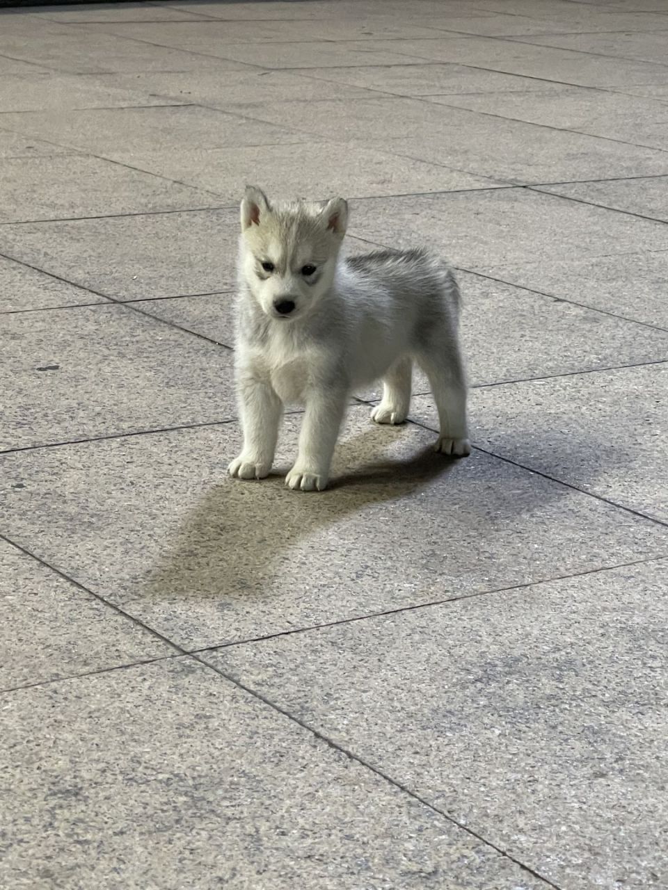 好俊俏的小狗狗 脑袋像马一样