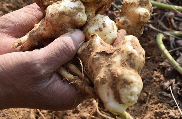 你对农村野生鬼芋头知多少?本文带你一览全貌,顺便教你2种吃法