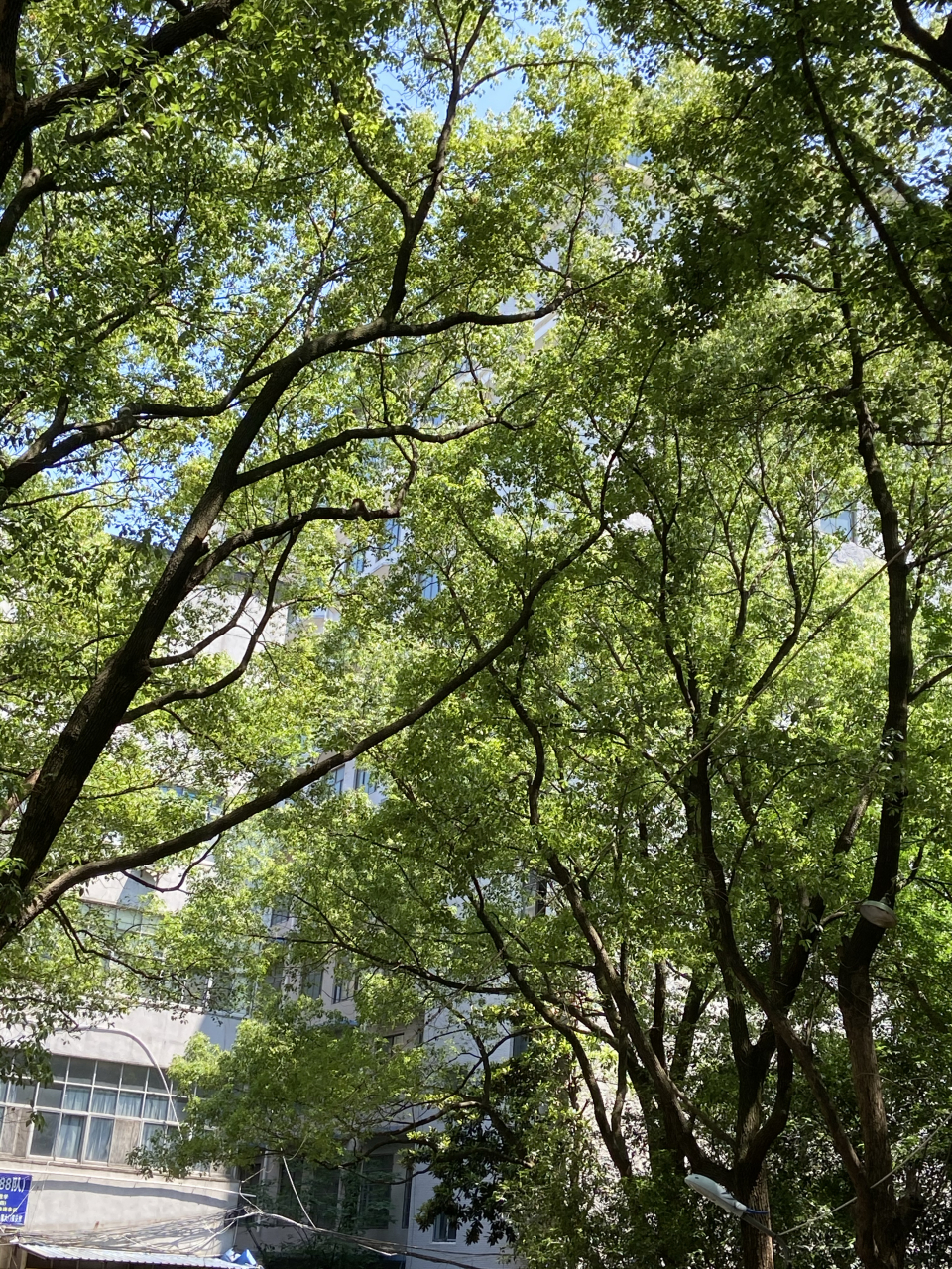 恒文夏天的味道 五月的夏天,植被沐浴在火辣辣的阳光下,青葱的绿叶在