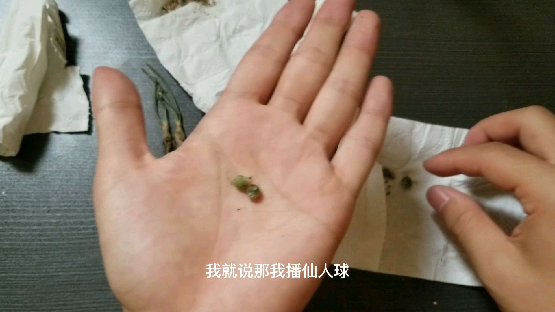 收到过的最小的多肉植物,不信你们还有收到过比这小的