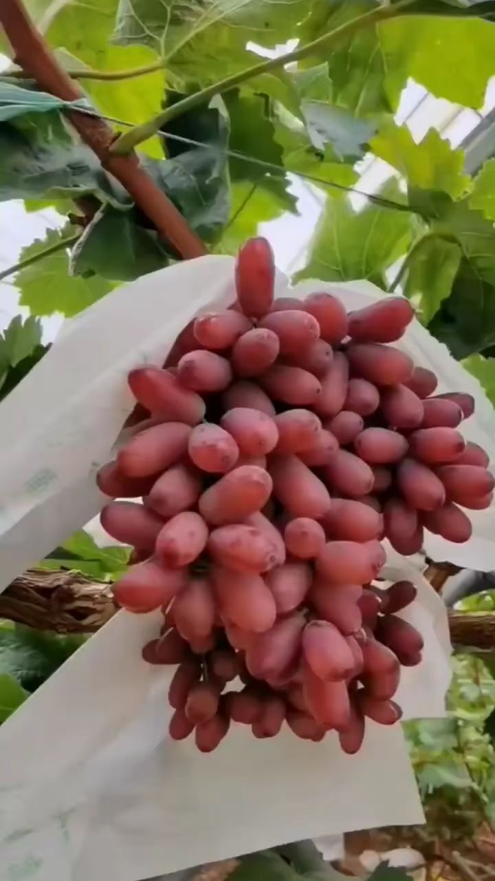 深红无核葡萄