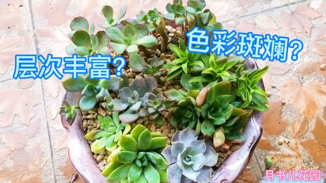 多肉植物这样种,颜色好看层次丰富,想不爆盆都难
