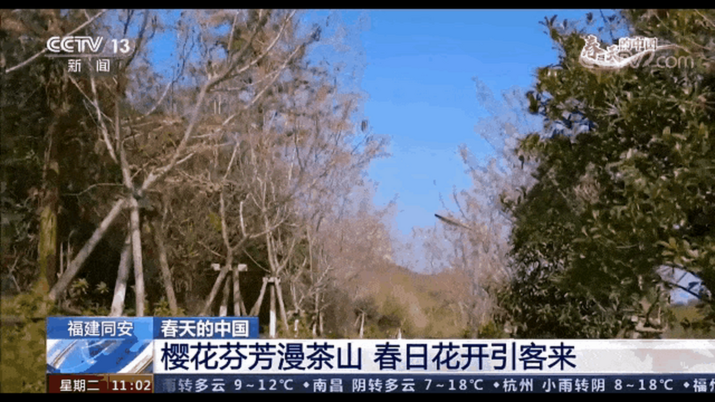 此前翔安香山景区的花海多次被央视报道,现在同安白交祠樱花也上了