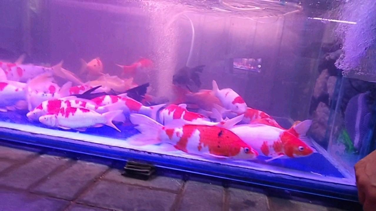 锦鲤鱼是传说中的那么好养吗?看看我的鱼您就知道了