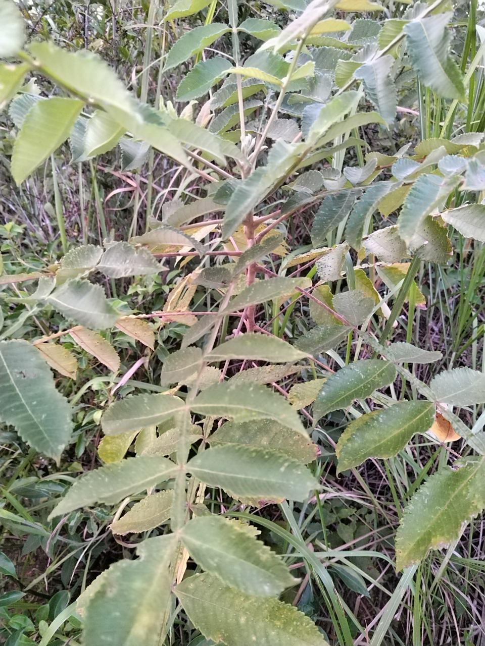 盐肤木和漆树容易混淆,漆树易引起过敏,盐肤木有清热解毒,止血,收涩