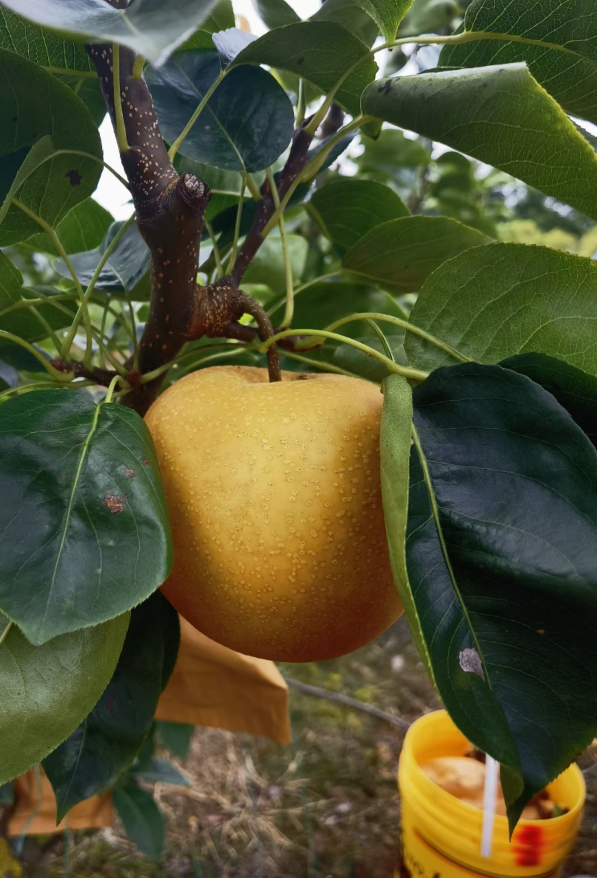 哇,朋友家的梨好漂亮啊,新秀新玉一号梨,67口感饱满,水分充足,品质