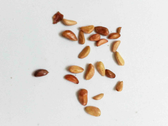 玫瑰花种子长什么样