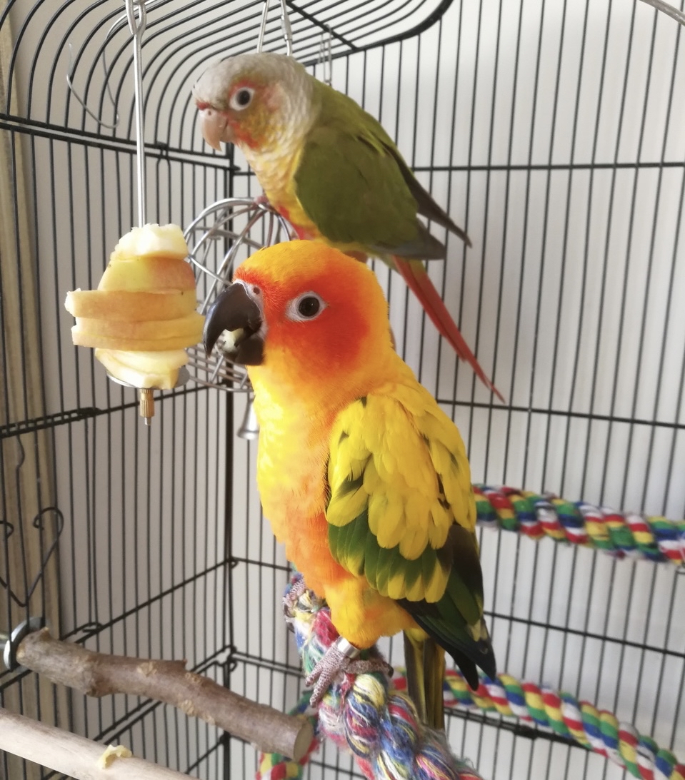 我的答案是,聪明的鹦鹉是关不住的.