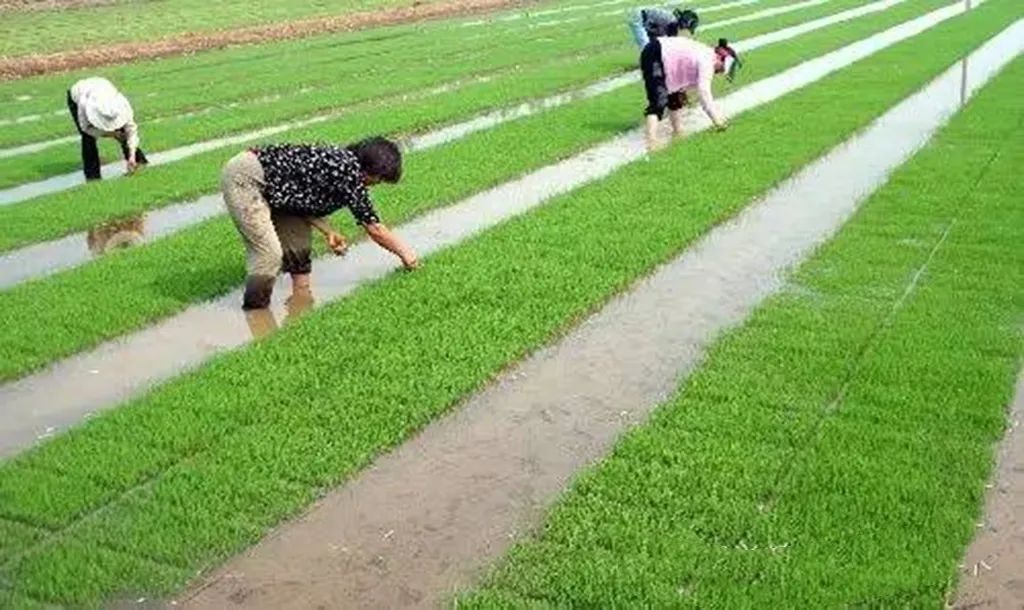 习俗不忘青梅煮,共盼丰年福祉长.《芒种》律诗25首