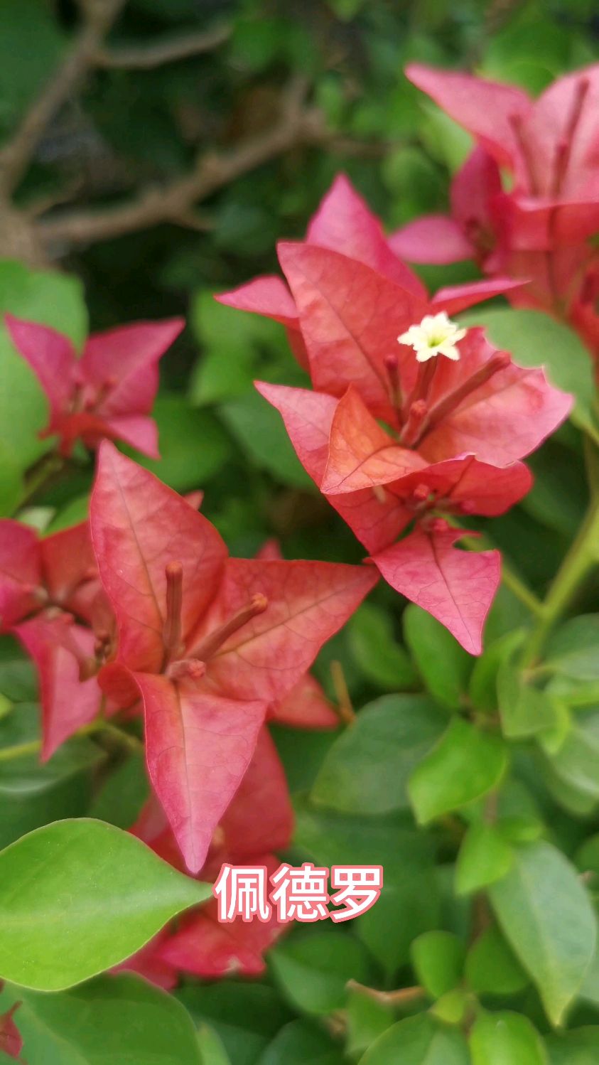 三角梅佩德罗品种,很漂亮