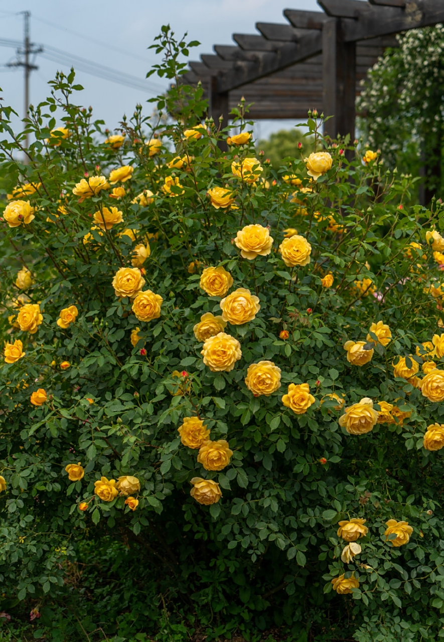 每天一款月季—【天狼自育 倾慕】 倾慕是夏洛特夫人的黄色芽变,继承