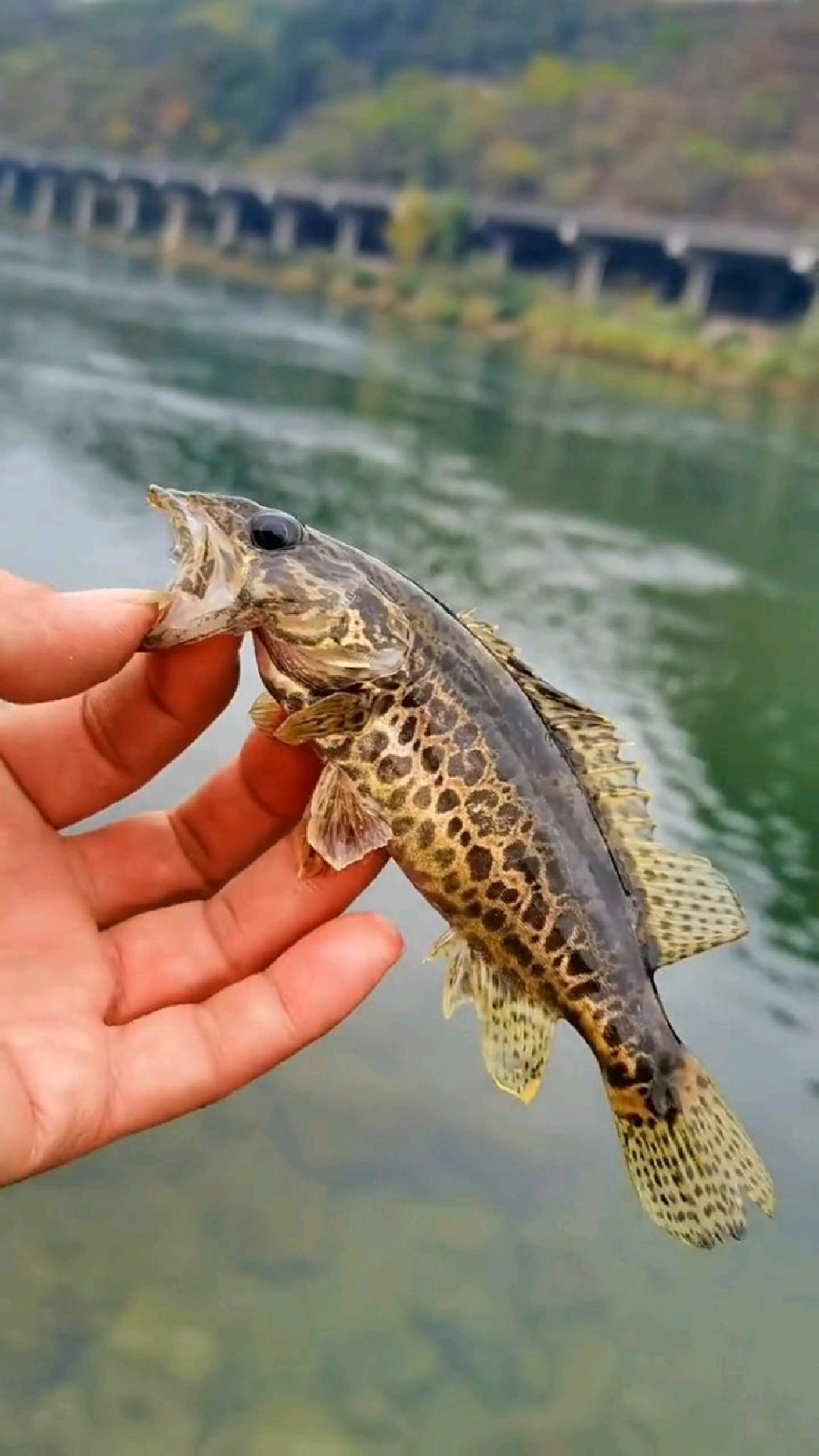 斑鳜的颜值还是很能打的!