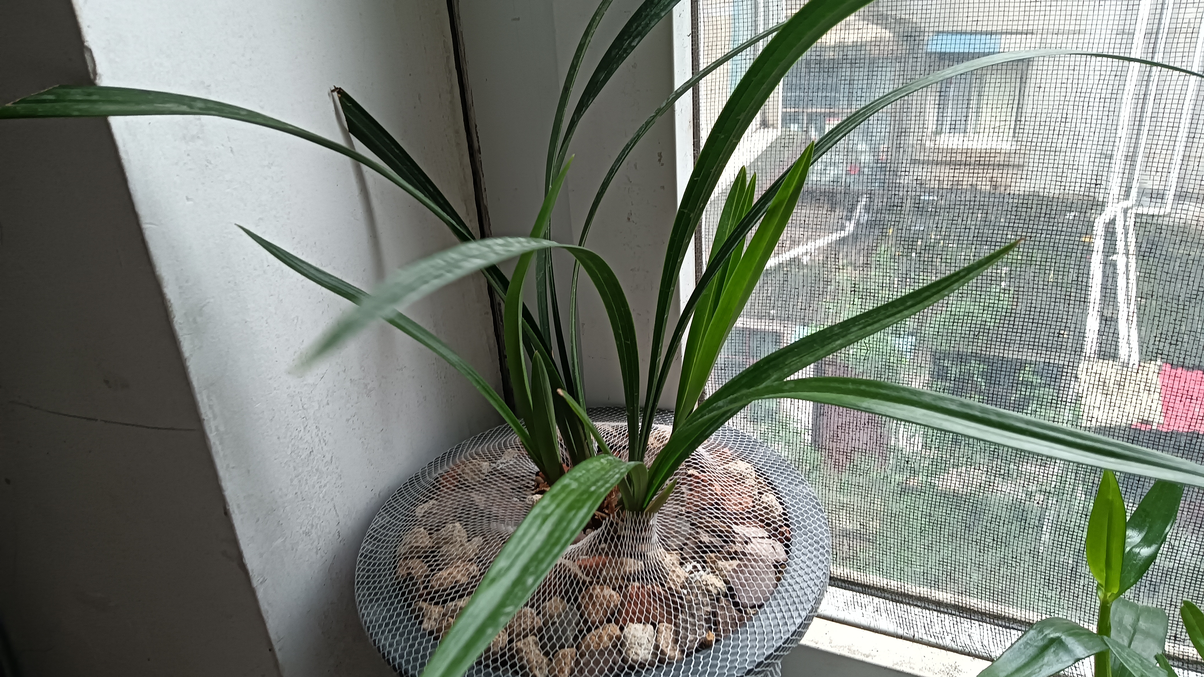 去年三伏天买的建兰小国魂,兰苗本身就有些弱,今年春天只发三个新芽