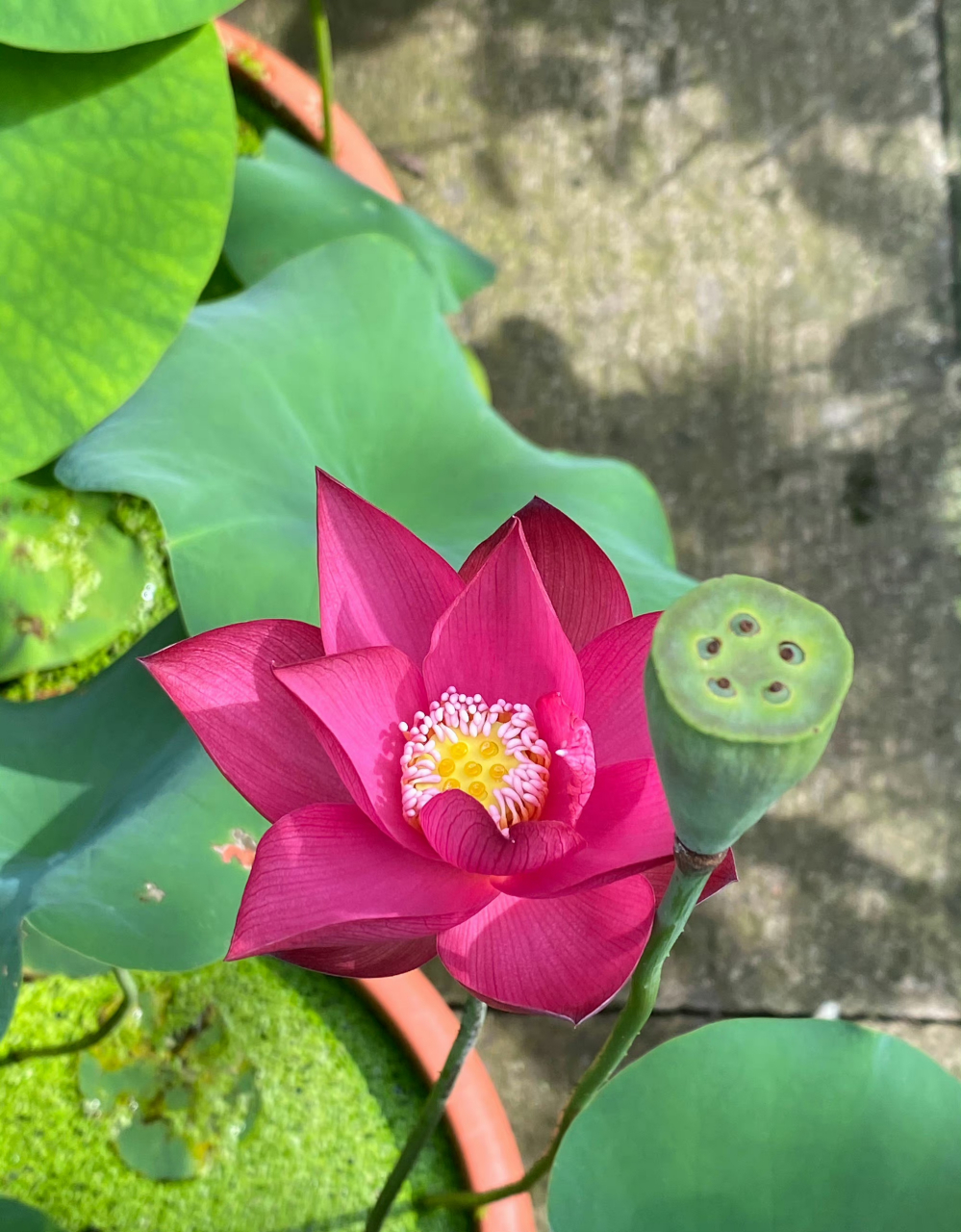 它的花蕊是粉红色的火红荷花,年年荷花开 岁岁人不同 夏来我也来 共度