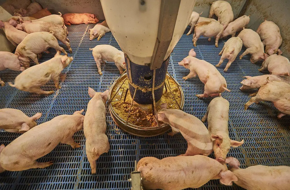 日本兵库县一养猪场爆发猪瘟,约650头猪将被扑杀