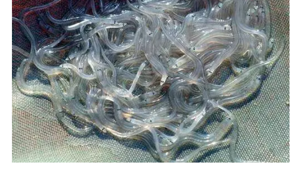 透明鳗鱼苗图片