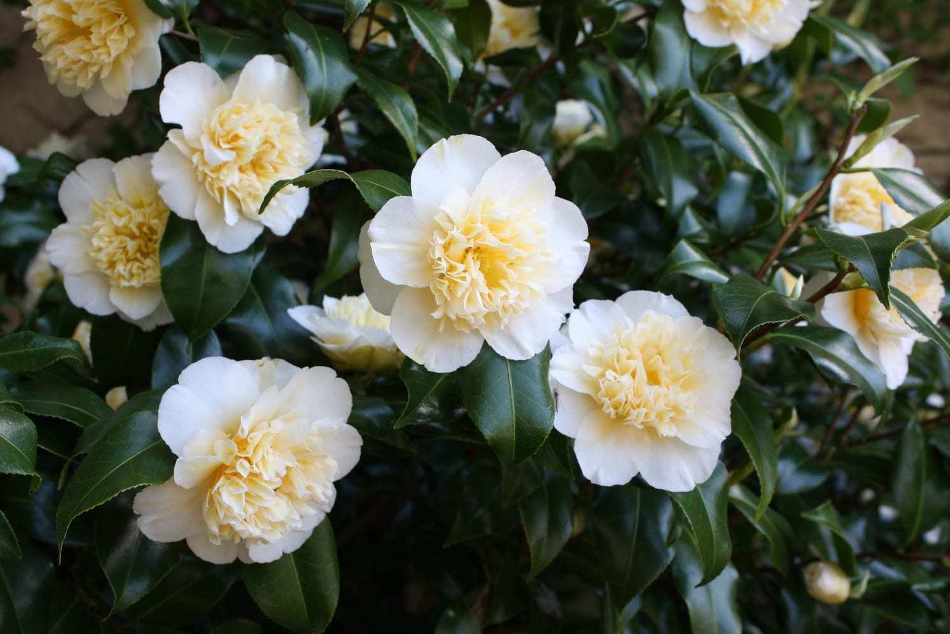 同样,耐阴的茶花们也适