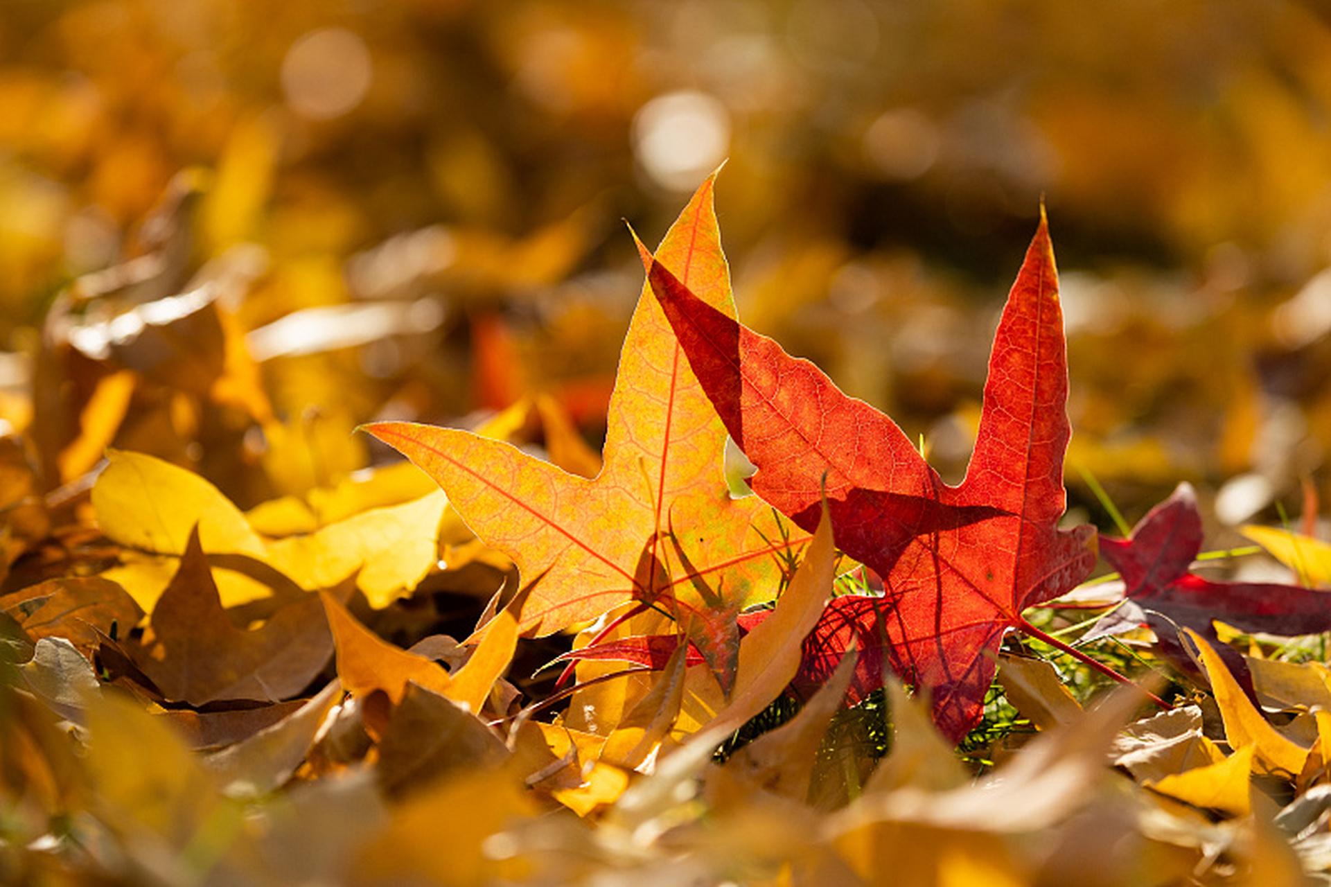 如何应对"秋乏"③调摄情志  秋意渐浓,大自然呈现萧索之象,人体分泌褪