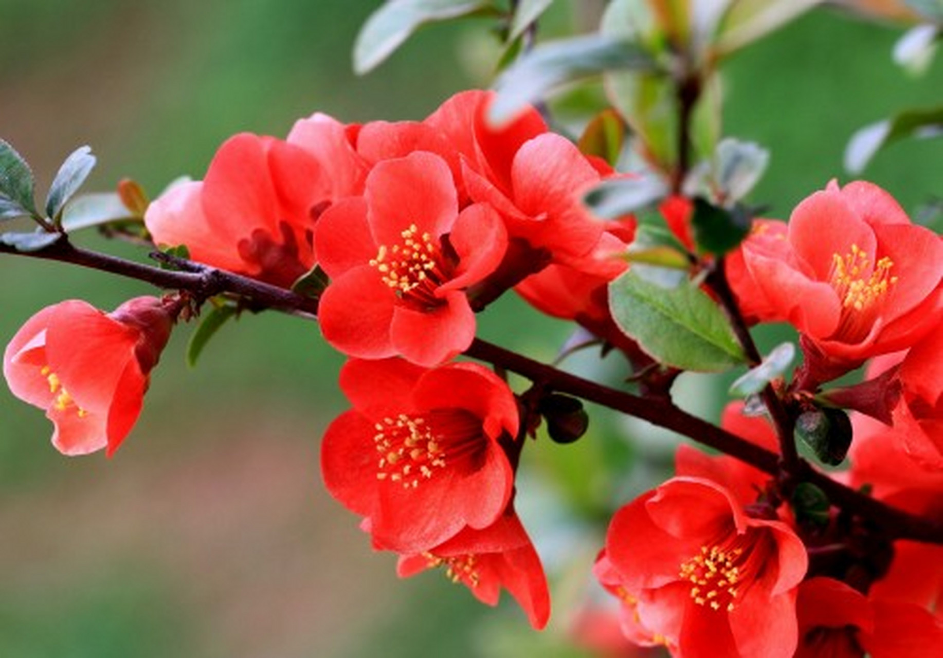 分享图片:贴梗海棠 其枝干丛生,枝上有刺,其花梗极短,花朵紧贴在枝干