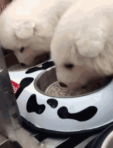 干饭汪,干饭魂,论一只吃货狗子的自我修养!