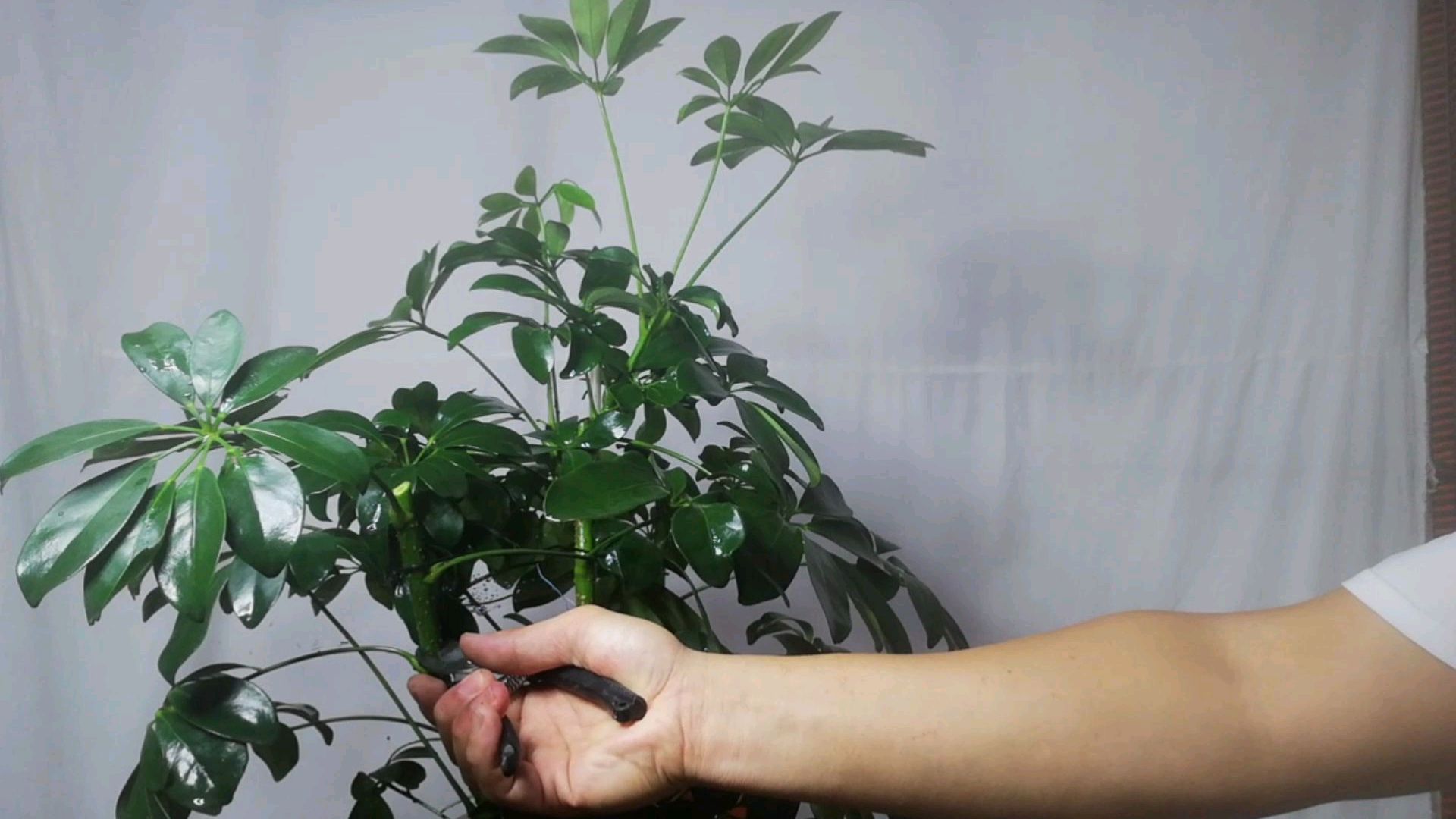 鸭脚木最佳修剪、施肥时间!很多人都不知道,快来看看