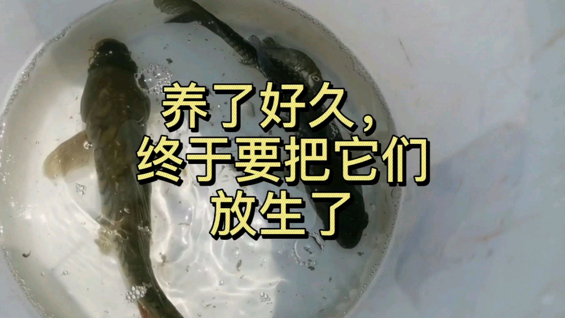 元宝鲤鱼和鲫鱼,河里钓的,养了一年多,放生了