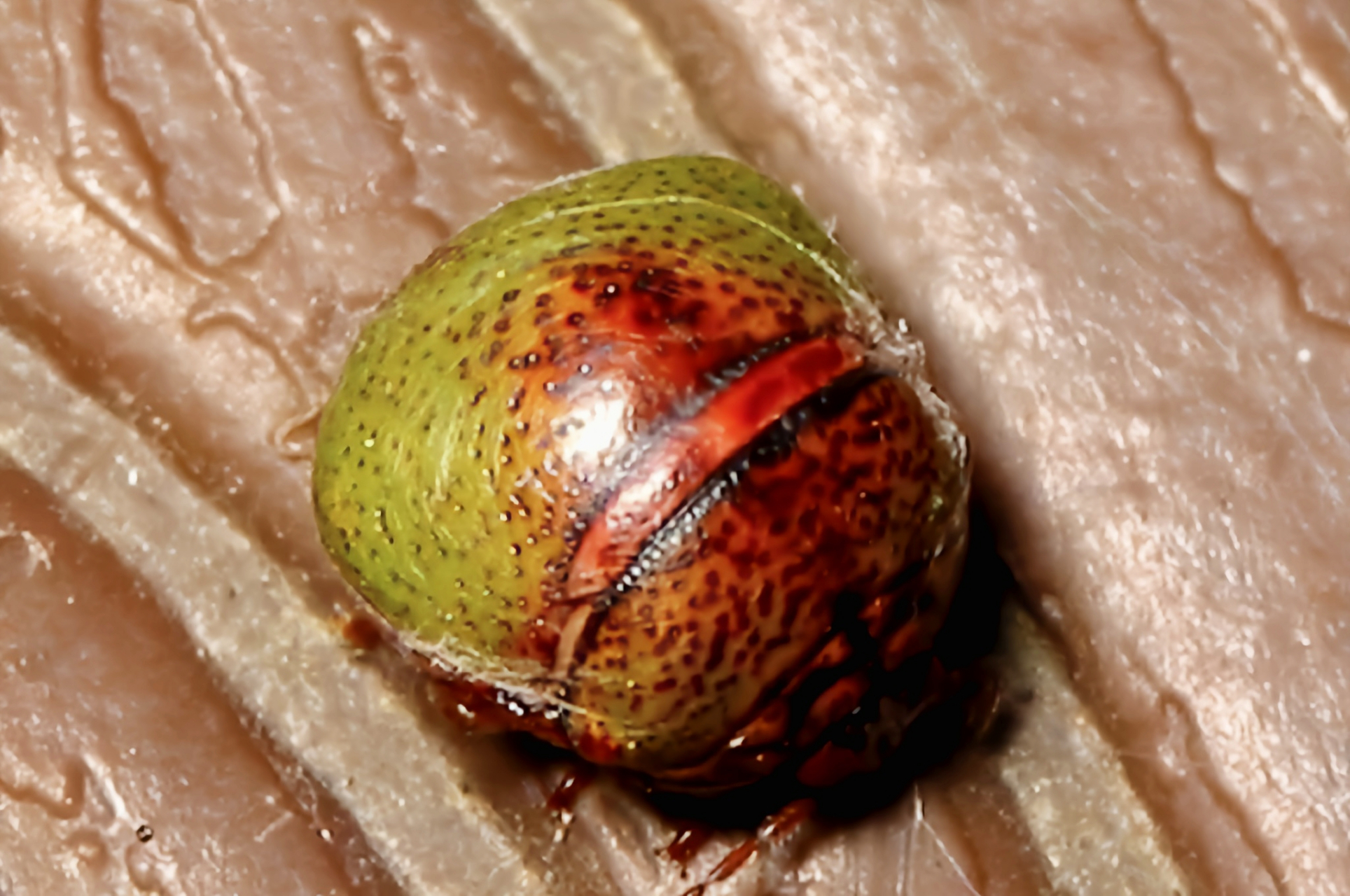圆蝽科昆虫多数危害各种农物作物,尤其