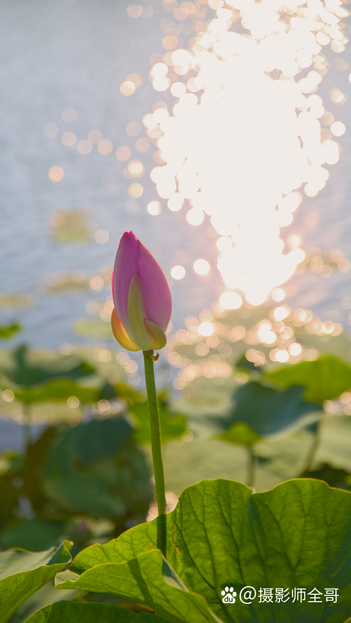 三张逆光拍摄的荷花,你喜欢哪张氛围?
