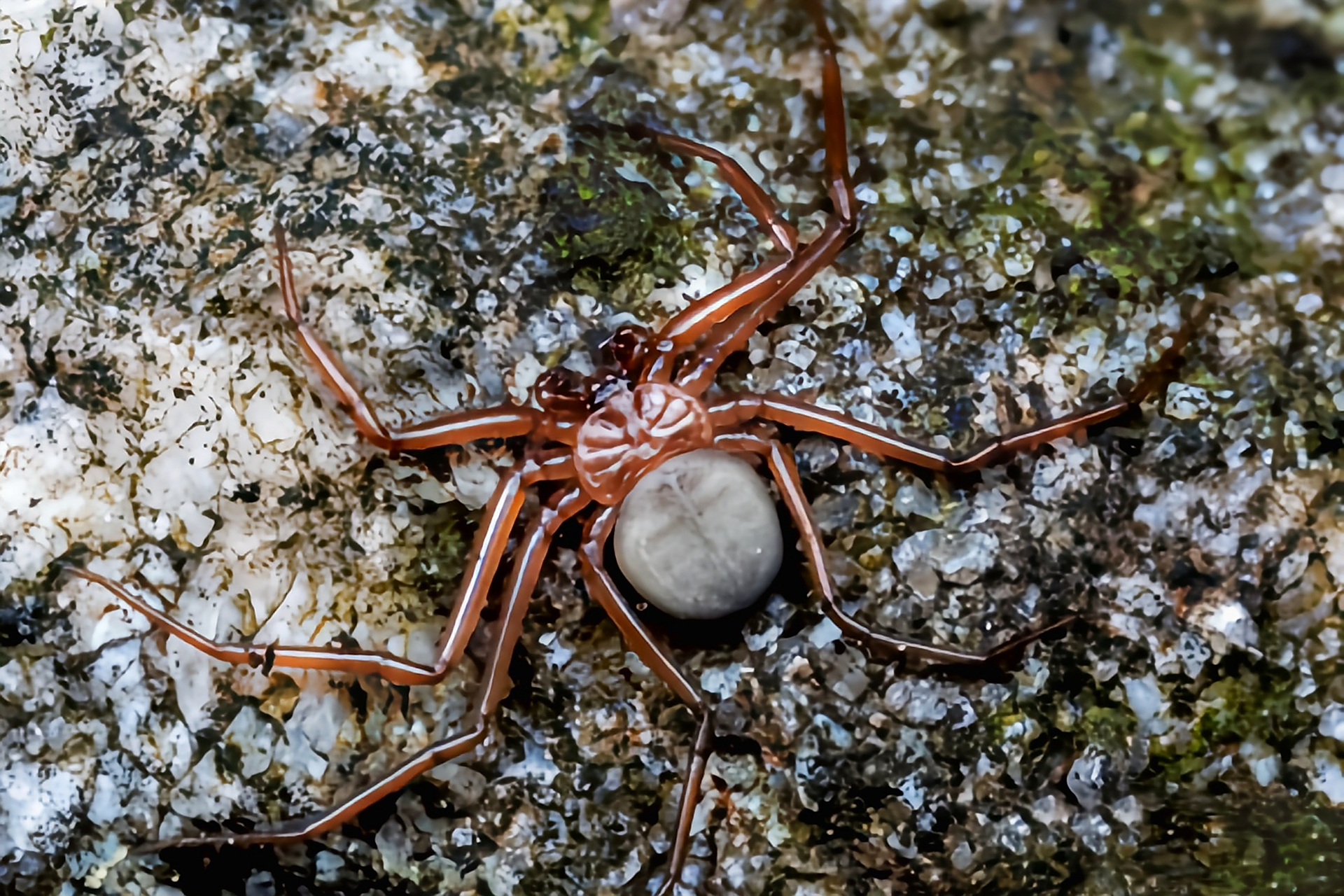 每天认识一种动物——珍奇扁蛛 珍奇扁蛛别名扁蛛,为蜘蛛目,转蛛科,扁