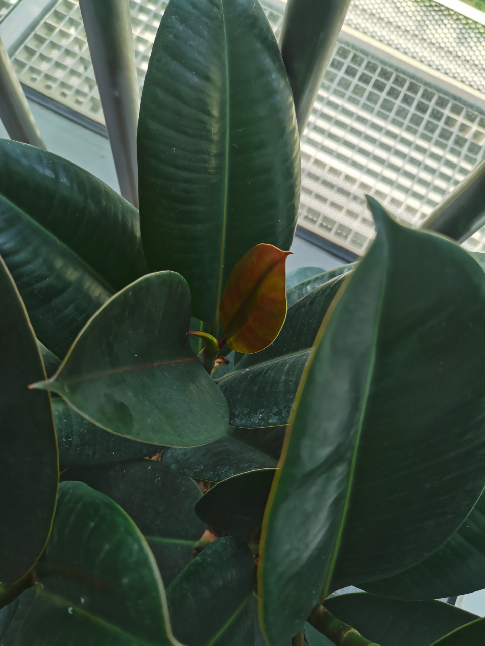 橡皮树已经适应了新环境.