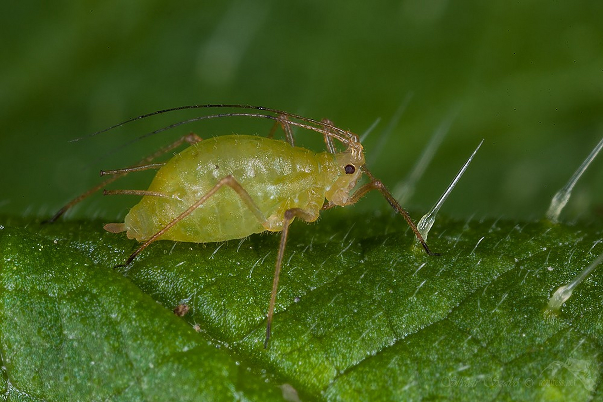 蚜虫又叫蜜虫,是最具破坏力的害虫之一,其所到之处,农作物无一幸免.