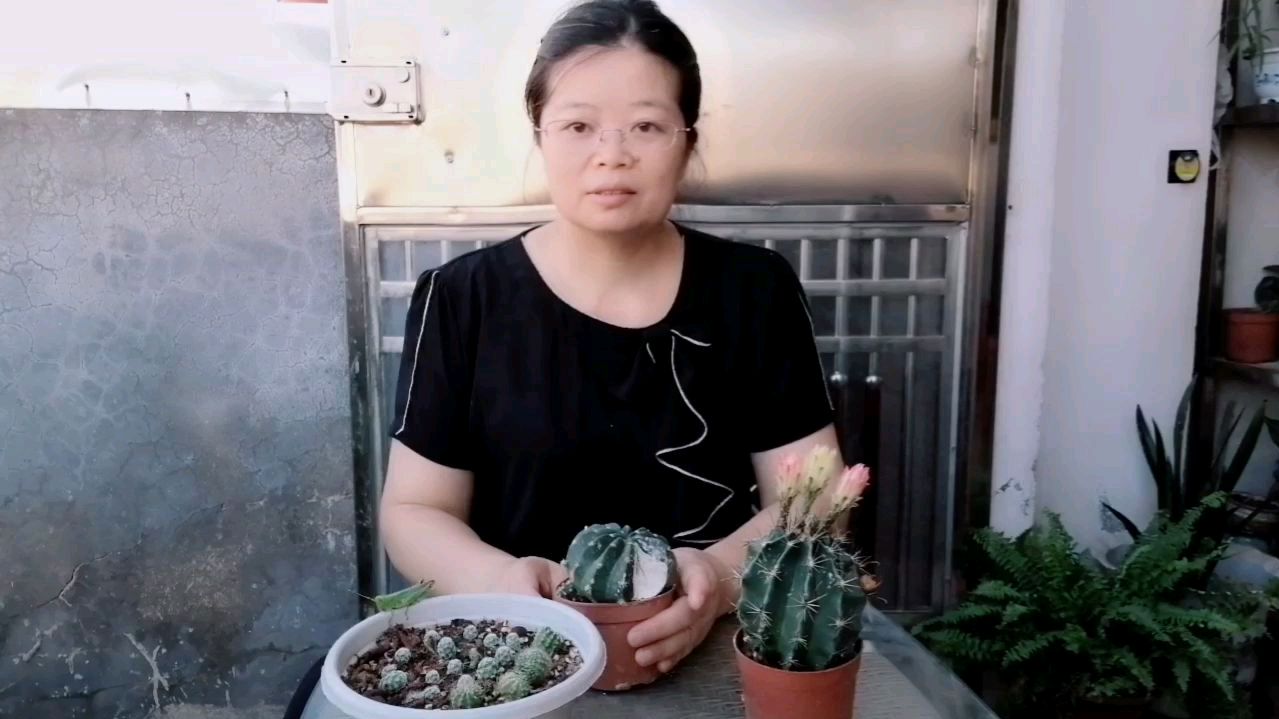 多肉植物白鸟扦插很成功,黑腐仙人球处理后侧芽长爆了