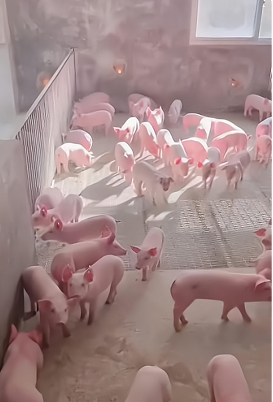 这猪圈收拾的比自己家都干净