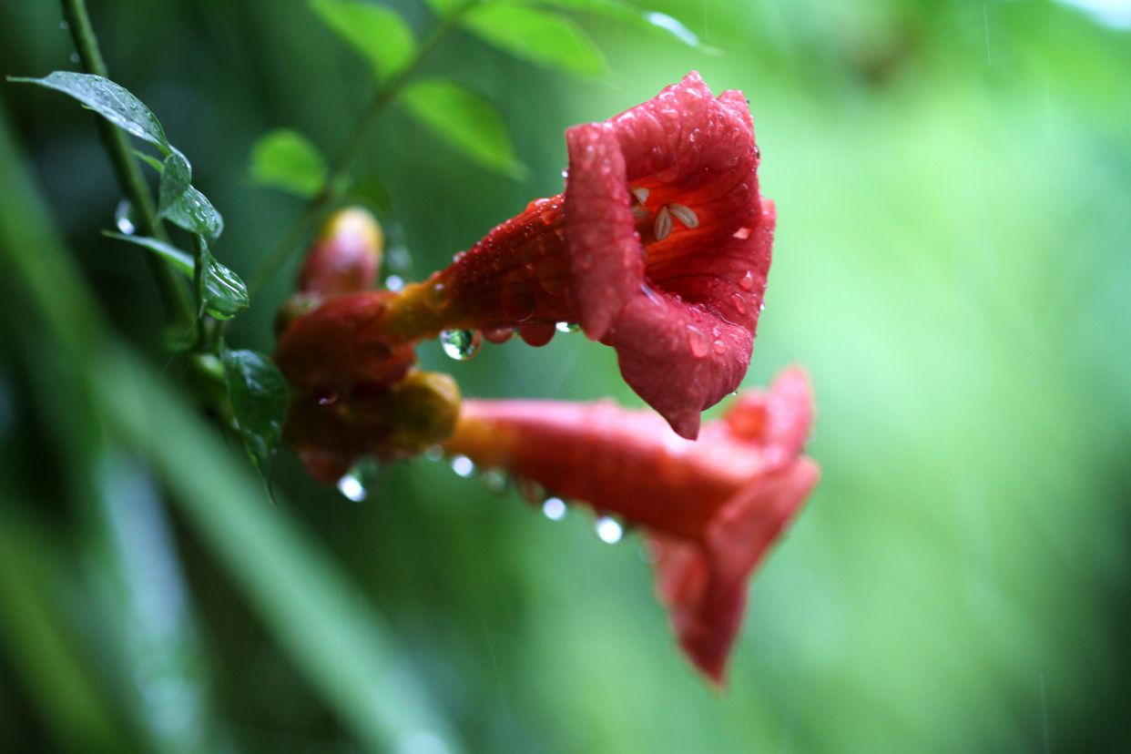 散文‖微雨敲窗,花落成行,三月诗意正浓