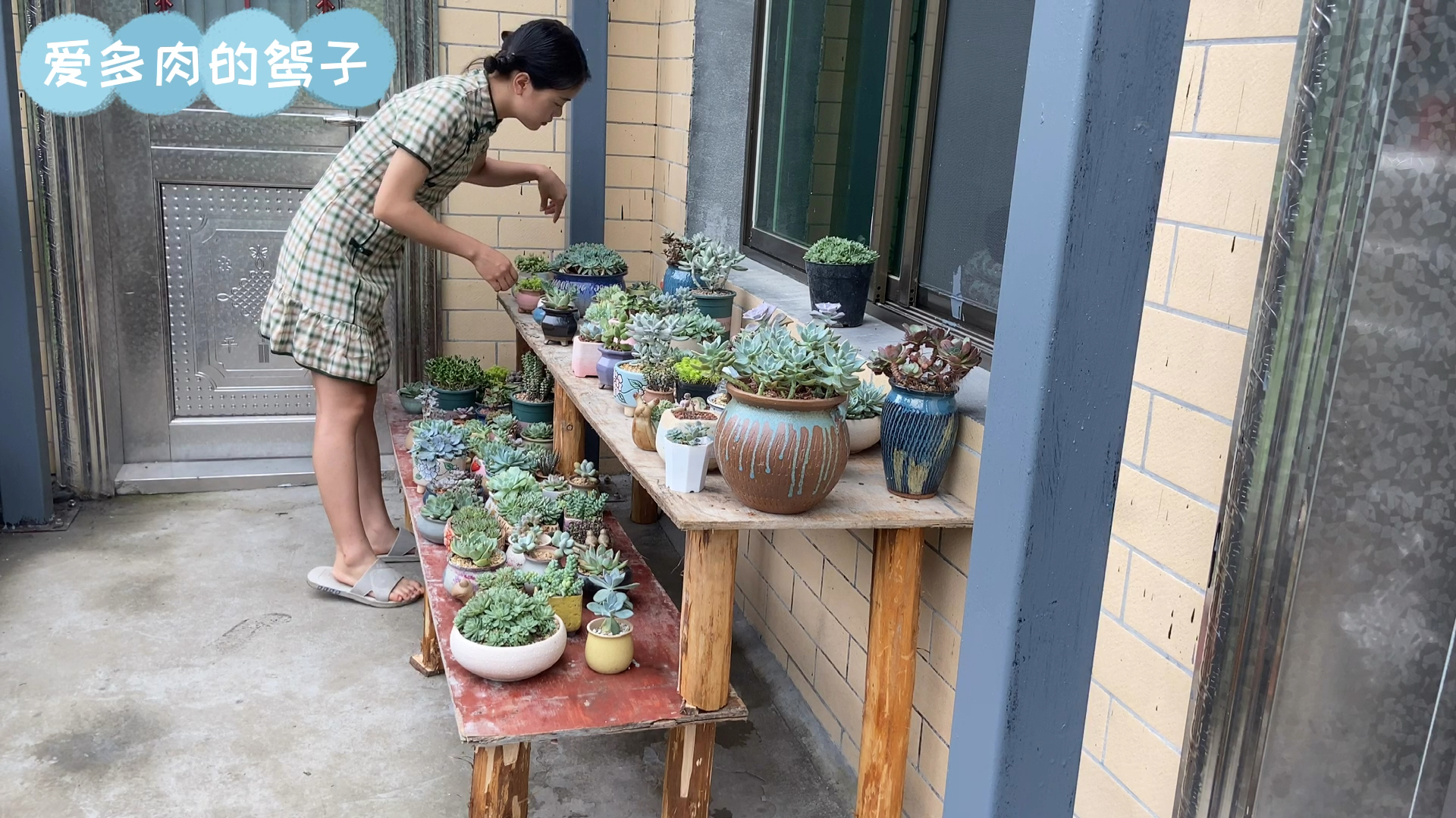 多肉小院里每一盆多肉都是我的最爱,你最喜欢的多肉品种是什么?