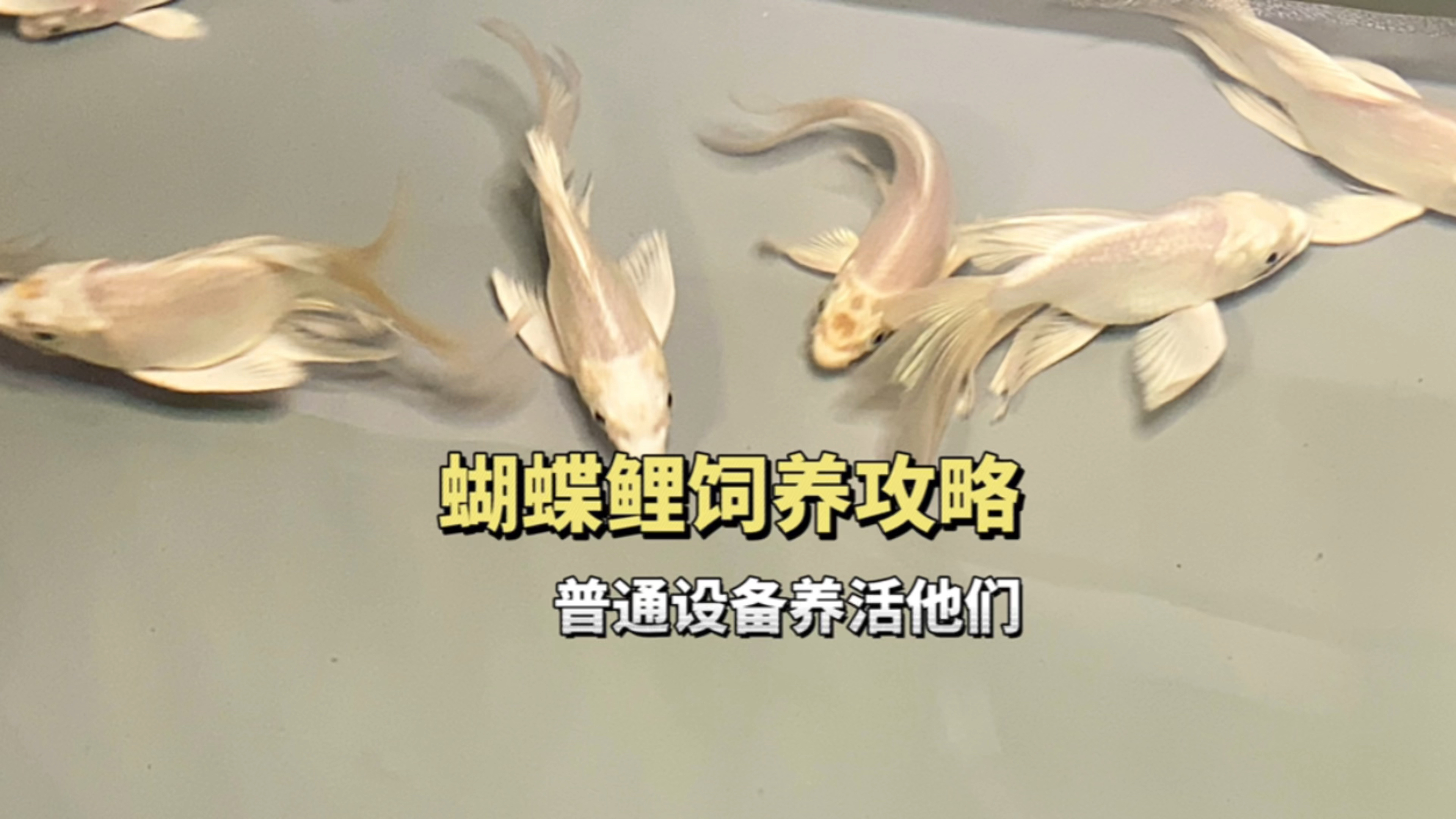 蝴蝶鲤饲养攻略,普通的设备养活他们