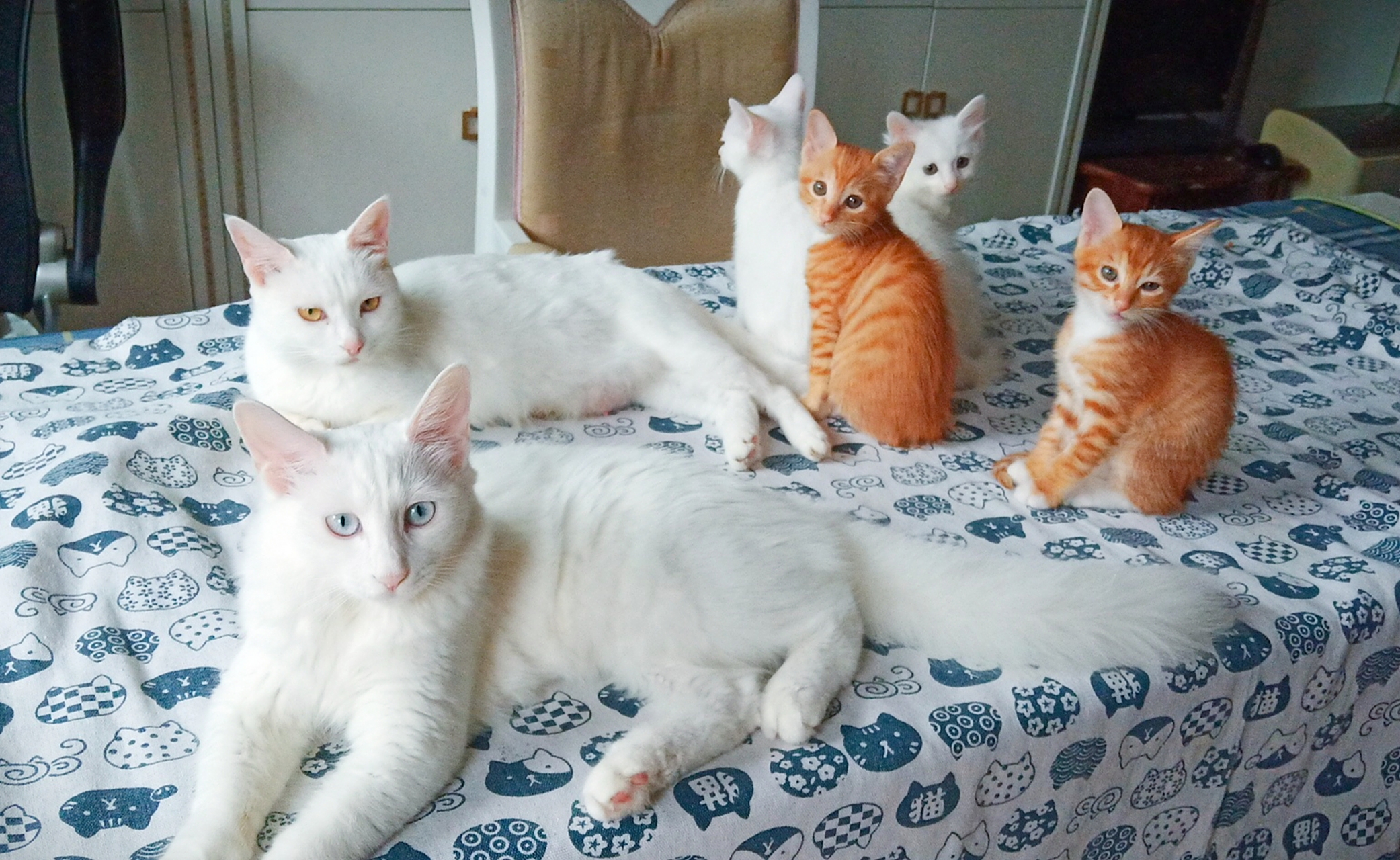 猫儿毛儿满天飞 家里不光猫多,而且毛多[左捂脸][左捂脸][左捂脸]每天