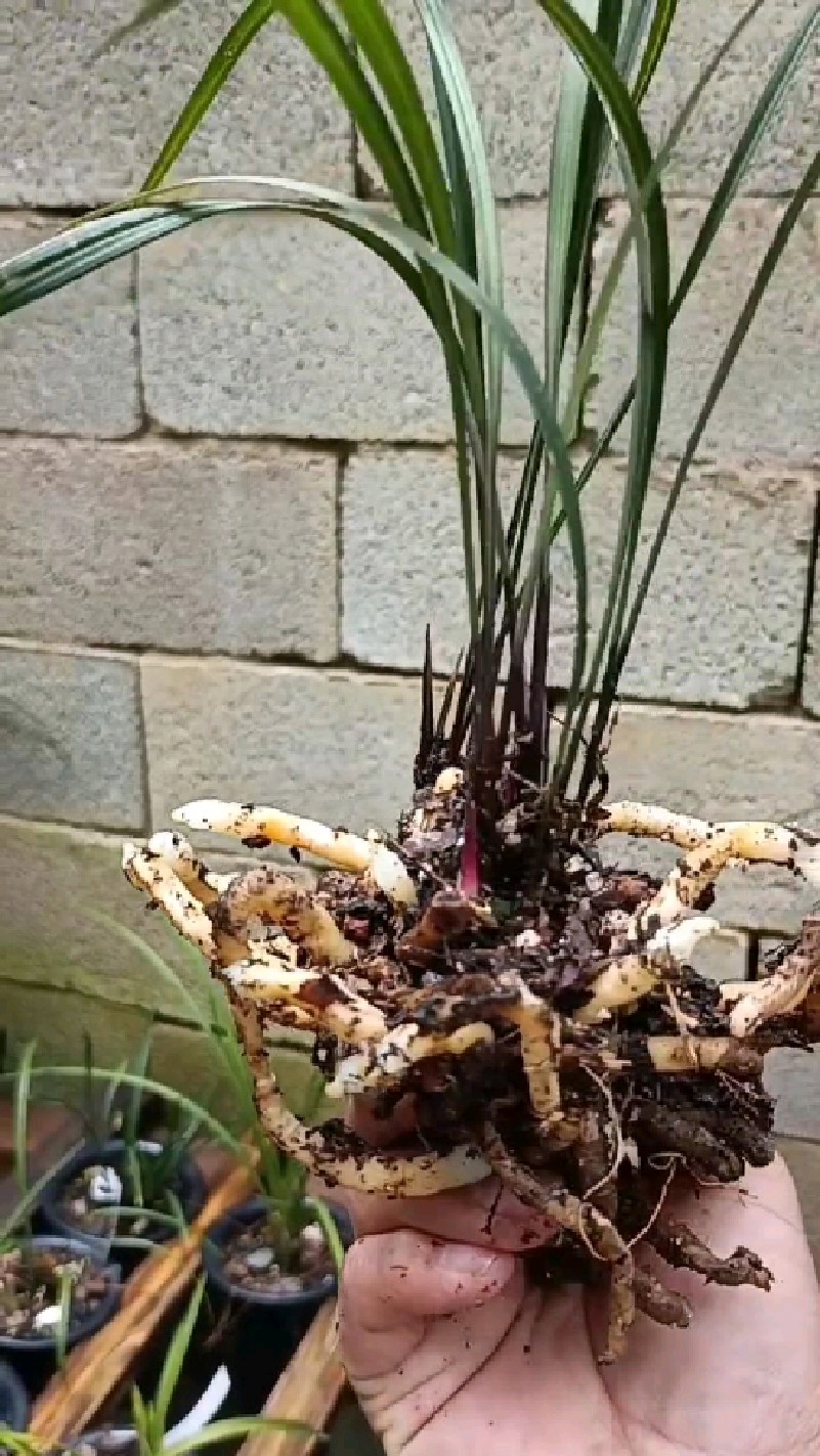 贵州本地紫秀寒兰,脱盆