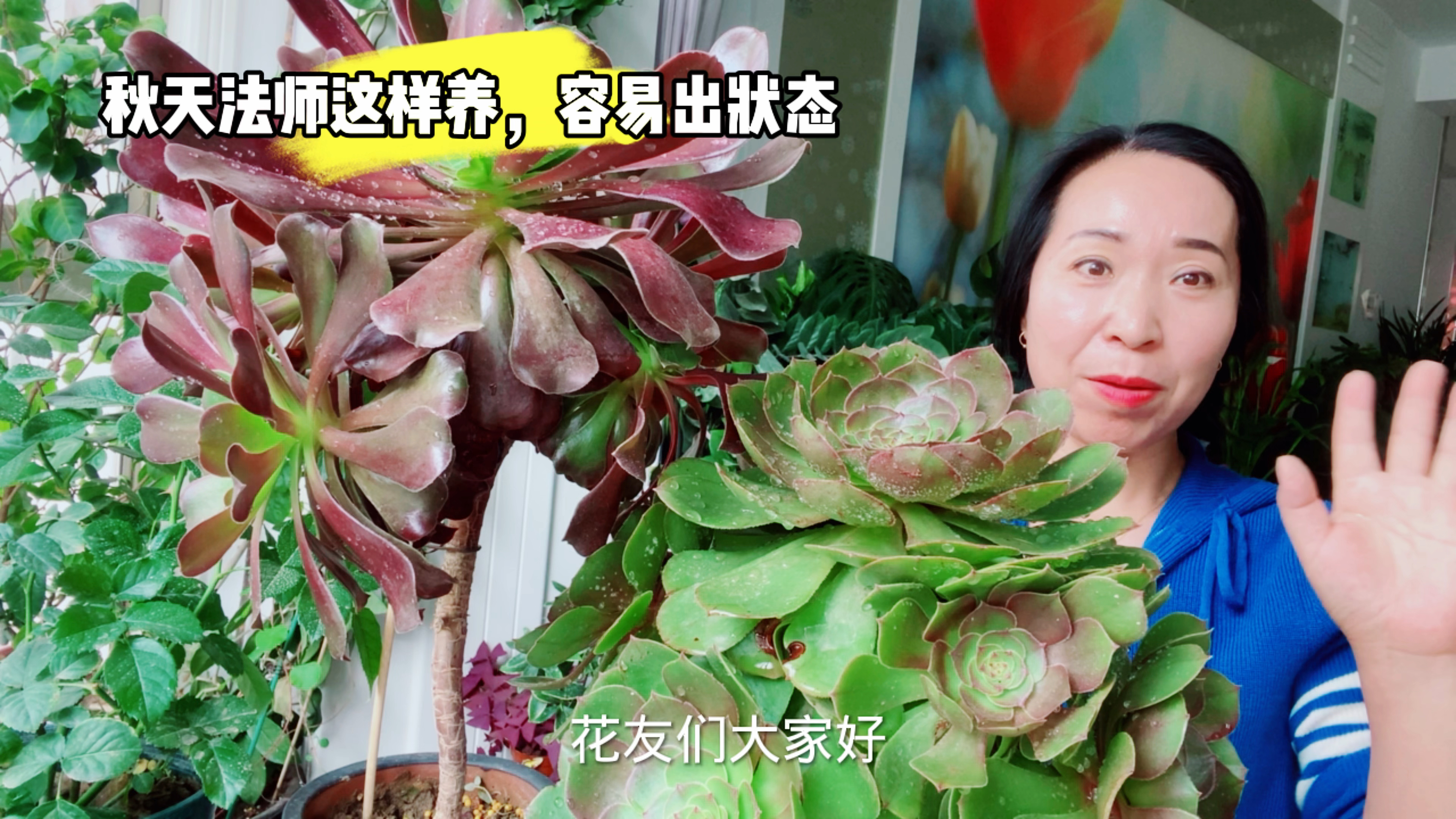 秋天多肉法师这样养护,容易出状态,生长旺盛!