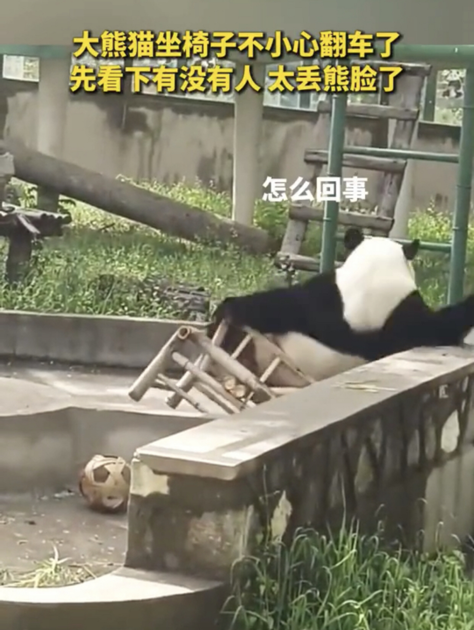 大熊猫坐椅子摔了个四脚朝天.#趣图搞笑# #大熊猫