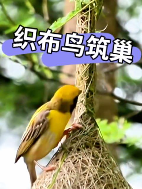 想结婚先有房!织布鸟一嘴一脚巧妙交织成漂亮鸟巢!