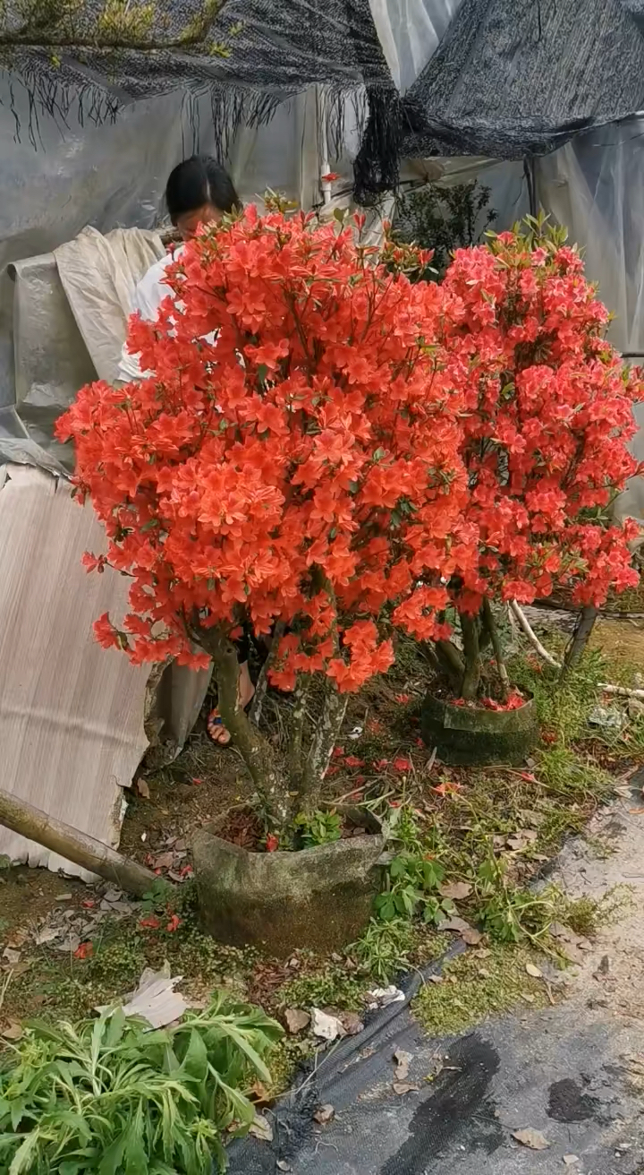 映山红开花就是漂亮,红红火火-度小视